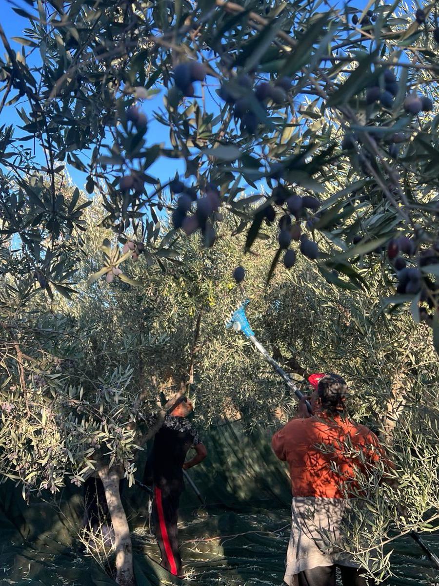 Die Oliven werden vom Baum geschüttelt